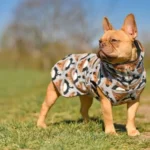 depositphotos_490812538-stock-photo-red-french-bulldog-dog-wearing