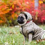 depositphotos_87918864-stock-photo-dog-mops-dog-walking-in