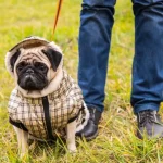 depositphotos_87922502-stock-photo-dog-mops-dog-walking-in