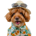 hat-removebg-preview